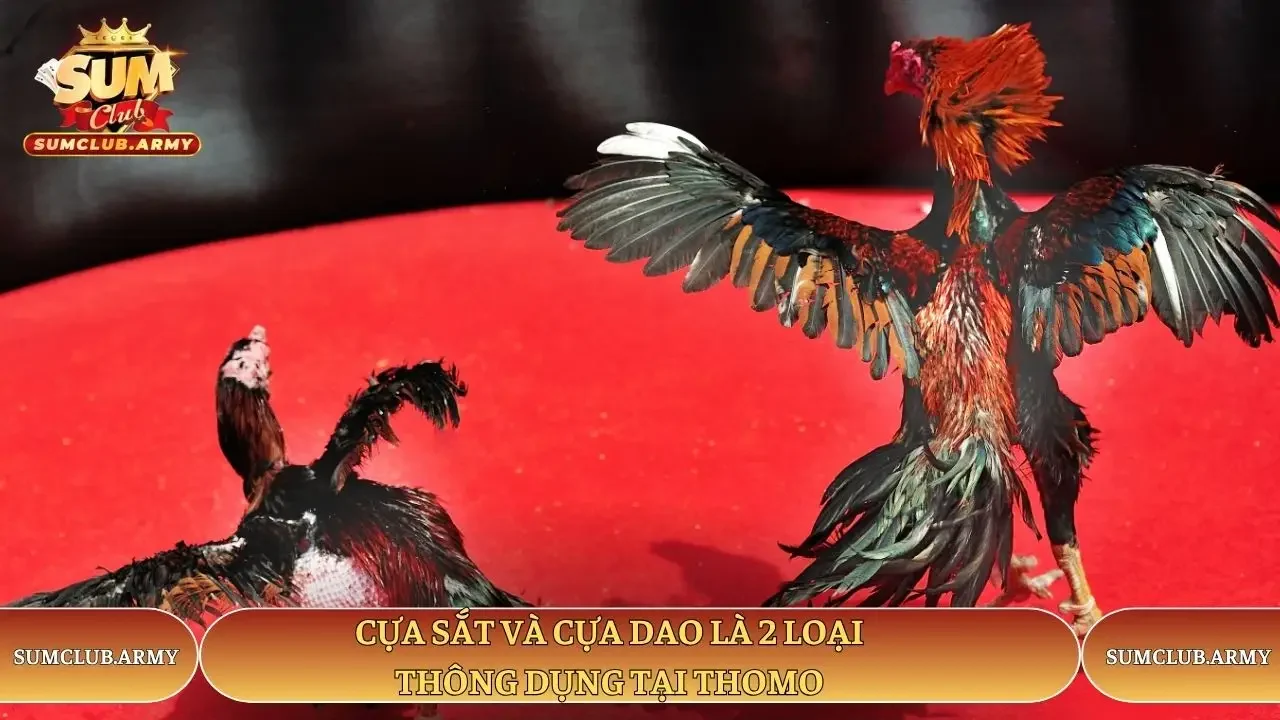 Cựa sắt và cựa dao là 2 loại thông dụng tại Thomo Sumclub