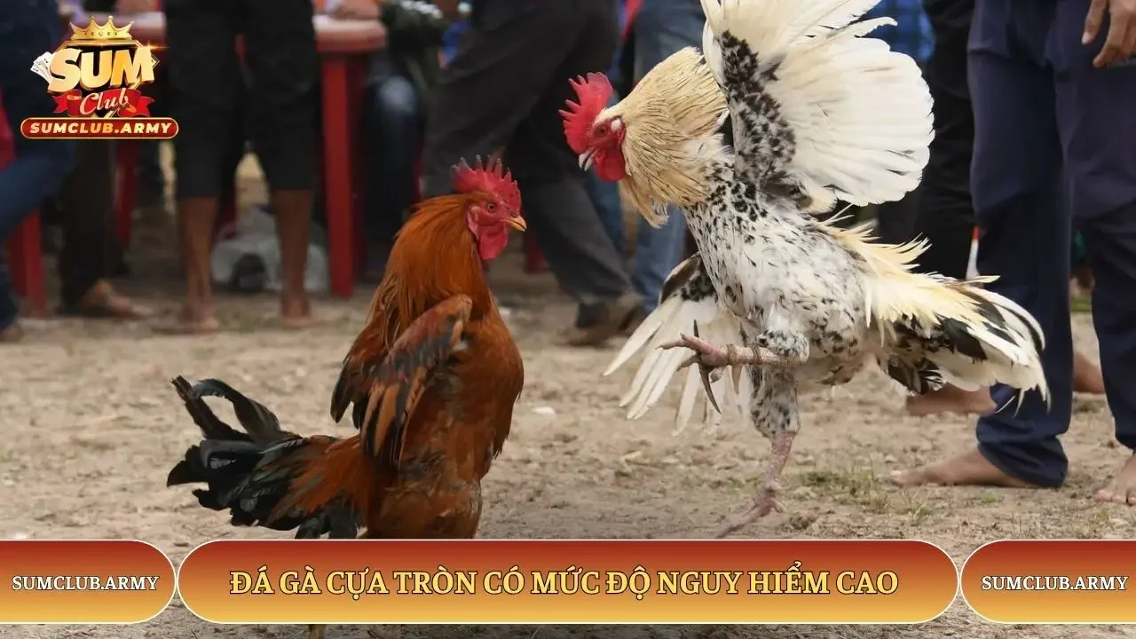 Đá gà cựa tròn Sumclub có mức độ nguy hiểm cao