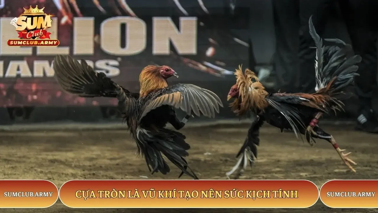 Cựa tròn Sumclub là vũ khí tạo nên sức kịch tính 