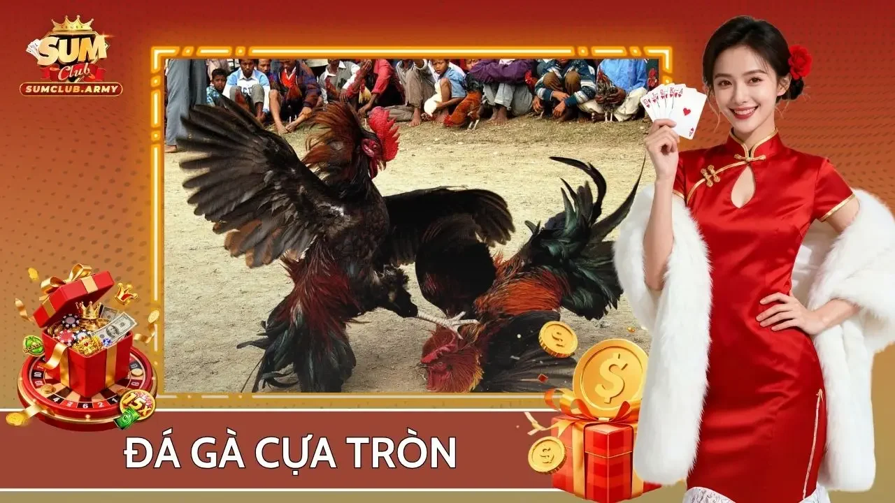 Đá Gà Cựa Tròn Sumclub - Những Trận Đấu Mãn Nhãn Đến Phút Cuối