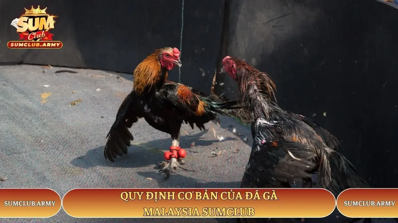 Quy định cơ bản của đá gà Malaysia Sumclub Quy định cơ bản của đá gà Malaysia Sumclub