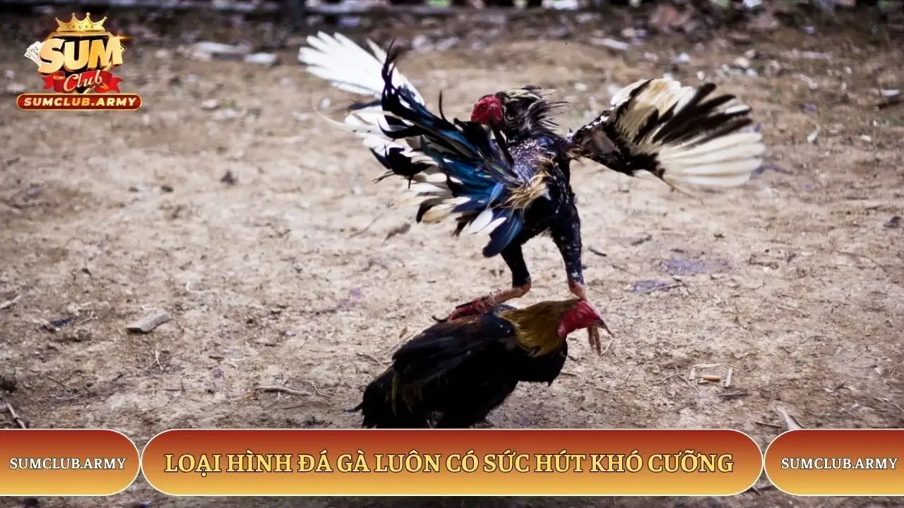 Loại hình đá gà Sumclub luôn có sức hút khó cưỡng Loại hình đá gà Sumclub luôn có sức hút khó cưỡng