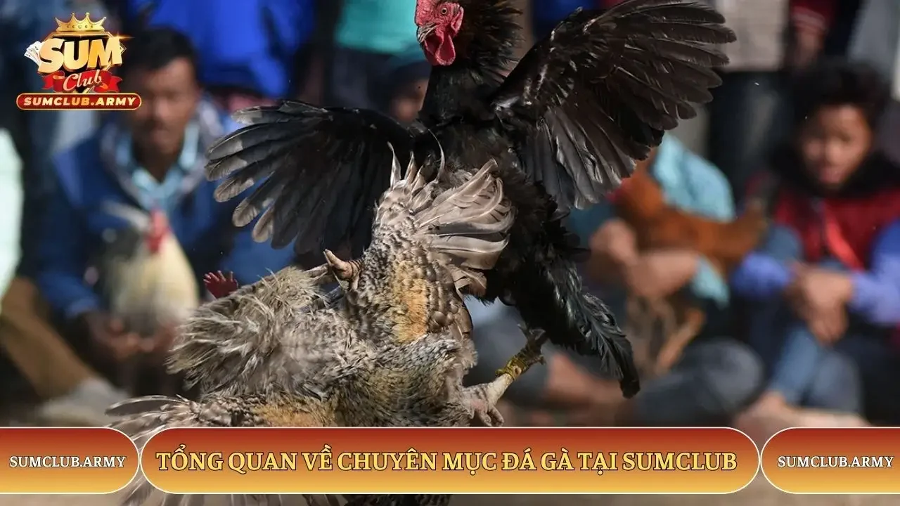 Tổng quan về chuyên mục đá gà tại Sumclub Tổng quan về chuyên mục đá gà tại Sumclub