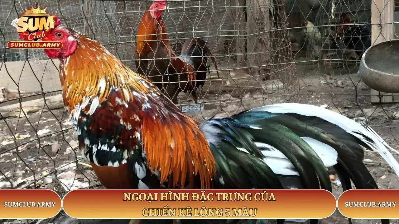 Ngoại hình đặc trưng của chiến kê lông 5 màu tại Sumclub