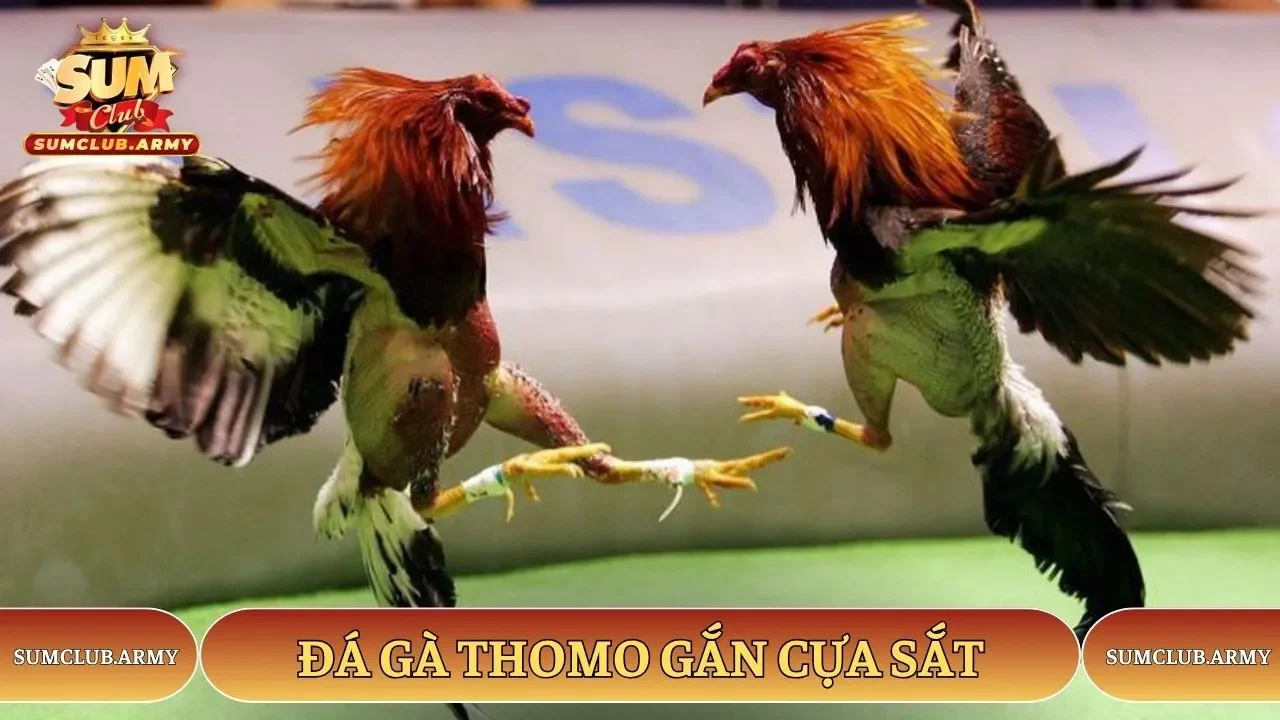 Hình thức thi có gắn thêm cựa sắt vào chân chiến kê Hình thức thi có gắn thêm cựa sắt vào chân chiến kê