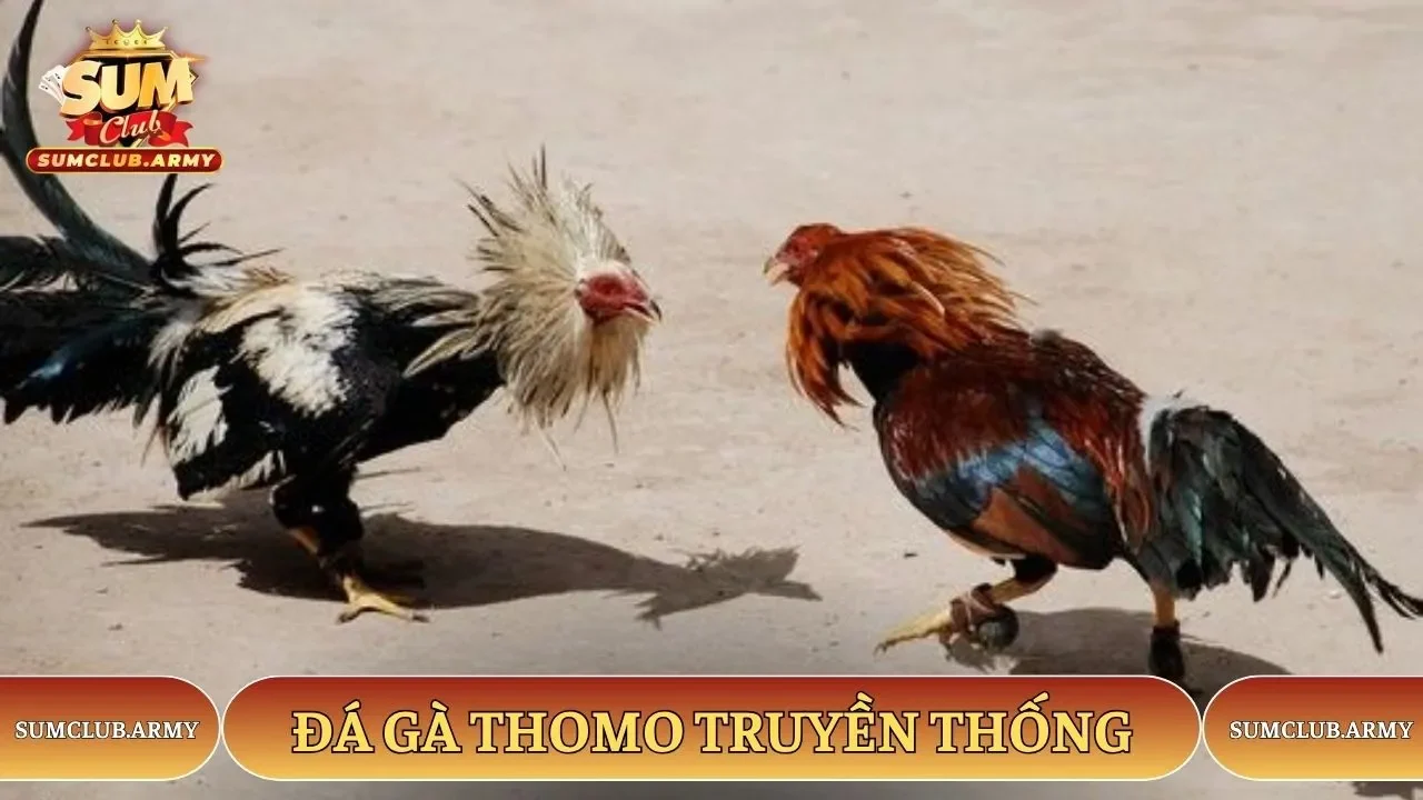 Hình thức thi đấu truyền thống tại Sumclub Hình thức thi đấu truyền thống tại Sumclub