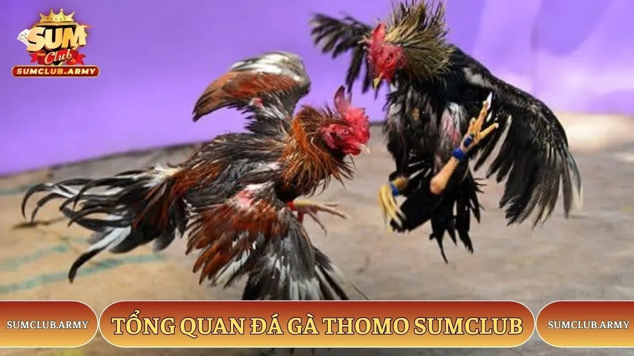 Tổng quan đá gà Thomo Sumclub Tổng quan đá gà Thomo Sumclub